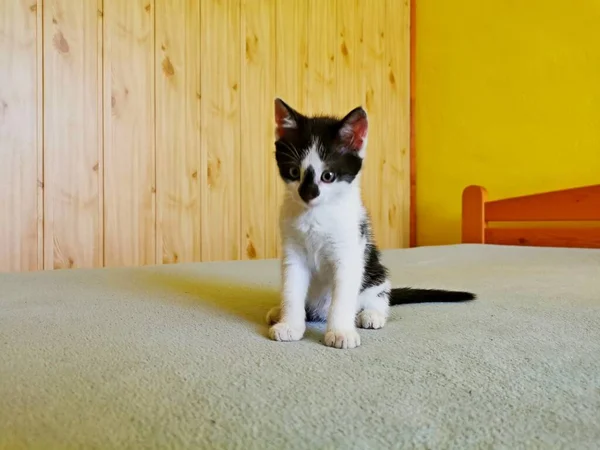 Katze Kätzchen Schwarz Weiß Auf Dem Bett Sitzend Und Nach — Stockfoto