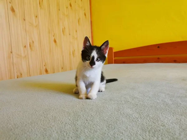 Katze Kätzchen Schwarz Weiß Auf Dem Bett Sitzend Und Dich — Stockfoto