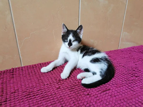 Cat Kitten Zwart Wit Liggend Het Tapijt Buurt Van Tegel — Stockfoto