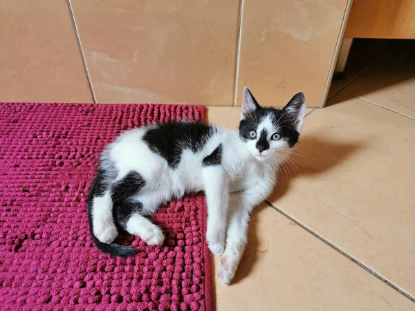 Gato Gatinho Preto Branco Deitado Tapete Azulejo Imagem — Fotografia de Stock