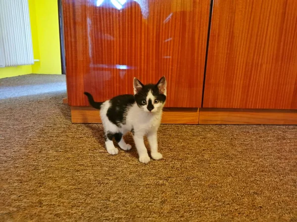Γάτα Γατάκι Ασπρόμαυρο Στέκεται Στο Διάδρομο Δίπλα Στην Ντουλάπα Εικόνα — Φωτογραφία Αρχείου