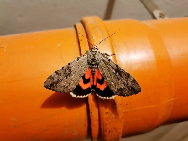Красное Подполье Catocala Nupta Moth Сидящее Большой Оранжевой Пластиковой Трубке — стоковое фото