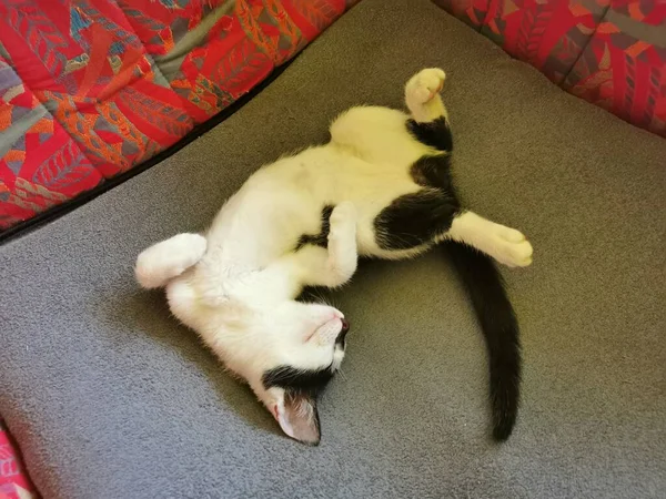 Чорно Білий Кіт Кошеня Лежить Спить Спині Червоно Сірому Кріслі — стокове фото
