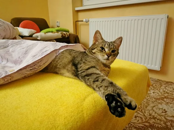 Tabby Gato Gatinho Deitado Uma Cama Coberto Com Cobertor Imagem — Fotografia de Stock