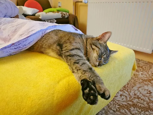 Tabby Macska Cica Fekvő Alszik Egy Ágyban Borított Egy Takaró — Stock Fotó