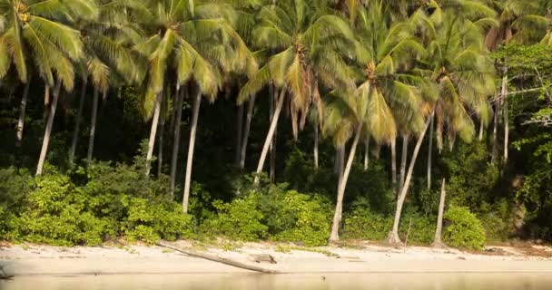 Paisaje Bosque Tropical Altas Palmeras Coco Atardecer Playa Barracuda Isla — Vídeos de Stock
