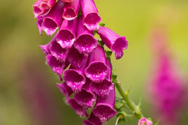 Hermosas Flores Magenta Primavera Sobre Fondo Verde Especie Digitalis Purpurea — Foto de Stock
