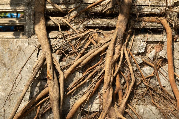 stock image Tree roots sneak and twist through a wall, forming an interesting texture, on Strand Rd, in Yangon, Burma, Myanmar