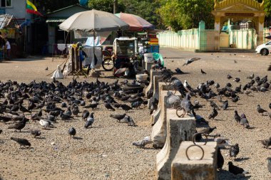 Yangon, Myanmar - 19 Aralık 2019 Yangon Nehri, Burma, Myanmar kıyılarında yiyecek arayan güvercinler.