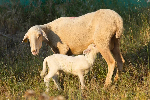 stock image A suckling lamb, drinking milk from its mother, in an outdoor pen, located in a village in Aragon, Spain. They are bred to produce cheese and meat