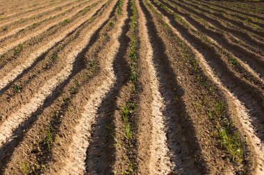 Topraktaki tarlalar, bir sonraki ekin için hazır, Aragon, İspanya 'daki tarım endüstrisi örneği