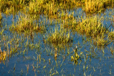 Çevredeki sulama kanalları tarafından sulanan ve diğer alanlara bağlanan Fallow ekin alanları, Aragon, İspanya