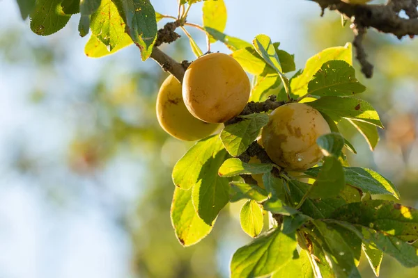 Ωρίμανση Δαμάσκηνων Που Κρέμονται Από Κλαδιά Δέντρου Prunus Brigantina Παράδειγμα — Φωτογραφία Αρχείου