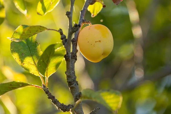 Ωρίμανση Δαμάσκηνων Που Κρέμονται Από Κλαδιά Δέντρου Prunus Brigantina Παράδειγμα — Φωτογραφία Αρχείου