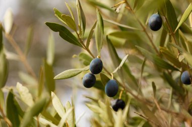 İspanya, Aragon 'da bir zeytin korusunda yeşil yapraklar ve siyah zeytinlerle bir zeytin ağacının dallarının ayrıntıları