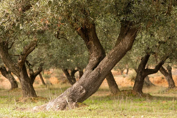 Olive tree trunks, twisted and bent by time, in an olive grove in Aragon, Spain