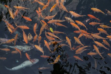 Bir Koi balığı sürüsü, ya da Sazan, Endonezya, Bali 'deki Tiran Boş Su Tapınağı' ndaki bir gölette su yüzeyinde yüzüyor.