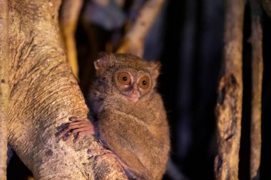 Geceleyin Endonezya 'nın Sulawesi adasındaki Tangkoko doğa parkında bir ağaç dalına tutunan bir tarsier maymun.