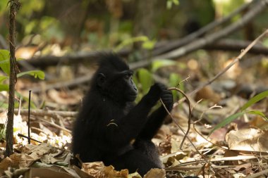 Tangkoko Doğal Parkı, Sulawesi Adası, Endonezya 'da ünlü makağı, Macaca zencisi.