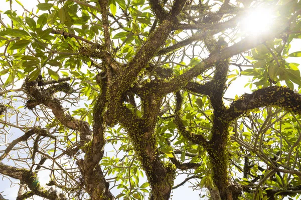 Thick branches and trunk of a tropical tree, covered with green leaves of some climbing plant, with the sun\'s rays passing through. Bali, Indonesia