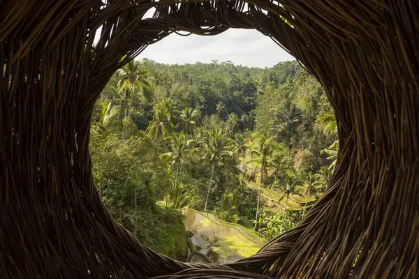 Beautiful lush tropical landscape of jungle and rice paddies, full of plants and palm trees, seen from a wicker nest in Ubud, Bali, Indonesia