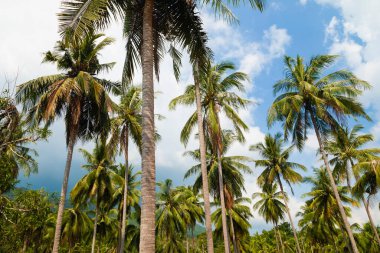 Güneydoğu Asya 'nın Trat bölgesindeki Tayland Körfezi' ndeki Koh Chang adasındaki yüksek yeşil palmiye ağaçlarının manzarası..