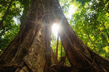 Tayland Körfezi, Trat ili, Güneydoğu Asya 'daki Koh Chang adasındaki tropikal bir ağacın dev kökleri..