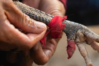 Koh Chang, Tayland - 14 Ocak 2020: Taylandlı bir adam Güneydoğu Asya 'nın Trat bölgesindeki Tayland Körfezi' nde Koh Chang adasındaki bir köyde bir horozu temizliyor ve ötüyor.