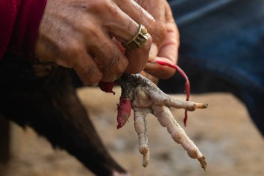 Koh Chang, Tayland - 14 Ocak 2020: Taylandlı bir adam Güneydoğu Asya 'nın Trat bölgesindeki Tayland Körfezi' nde Koh Chang adasındaki bir köyde bir horozu temizliyor ve ötüyor.