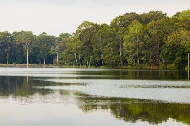 Angkor, Kamboçya 'da Siem Reap yakınlarındaki bir lagünün kıyısındaki ağaçların ve ormanların doğal manzarası..