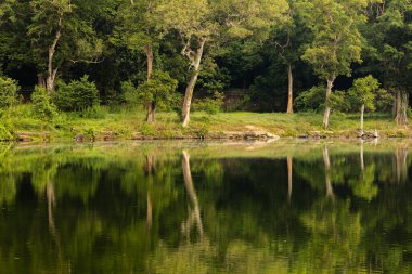 Yeşil ormanın doğal manzarası suya yansıyor, Angkor, Kamboçya, Siem Reap yakınlarında..