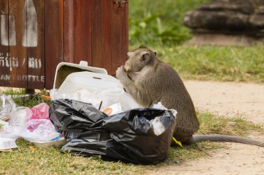 Angkor, Kamboçya - Kasım 2019: Kamboçya 'nın Angkor Wat tapınağının açık alanlarında turistlerin çöplerini karıştıran maymunlar.