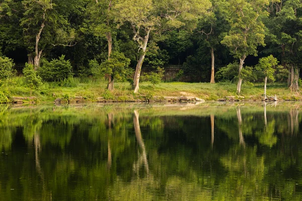 Yeşil ormanın doğal manzarası suya yansıyor, Angkor, Kamboçya, Siem Reap yakınlarında..
