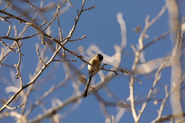 Borja, Zaragoza, İspanya yakınlarındaki toprak bir yolun yanındaki ağaç dalından meraklı bir kuş gözlemler..
