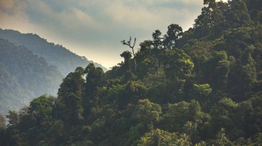 Tayland Körfezi 'ndeki Koh Chang adasında yağmur ormanlarıyla kaplı tepelerin manzarası.