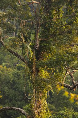Tayland Körfezi 'ndeki Koh Chang adasında lianalar ve diğer bitkilerle kaplı dev bir tropikal ağaç.