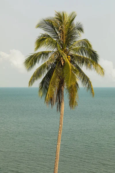 特拉特省Koh Chang岛上 面对泰国湾的一棵孤零零的棕榈树 — 图库照片