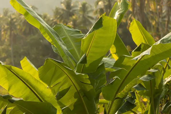 Green leaves of a banana tree, in a banana plantation, on the island of Koh Chang, in the Gulf of Thailand