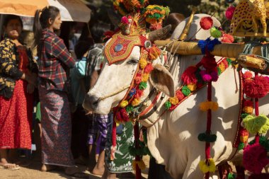 Bagan, Myanmar - 25 Aralık 2019: Theravada Budizmi 'nin geleneğine göre Shinbyu sırasında Zebus nişanı verildi.