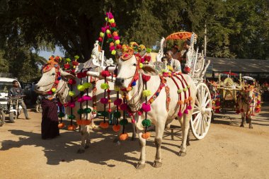 Bagan, Myanmar - 25 Aralık 2019: Theravada Budizmi geleneğinde Shinbyu sırasında süslenmiş zebus ve vagonlar