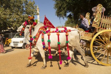 Bagan, Myanmar - 25 Aralık 2019: Theravada Budizmi geleneğinde Shinbyu sırasında süslenmiş zebus ve vagonlar