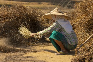 Bagan, Myanmar - 25 Aralık 2019: Geniş Burma şapkalı bir kadın susam tohumlarını kuru dallardan ve tozdan ayırmak için çok çalışıyor