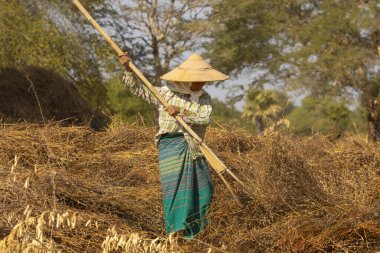 Bagan, Myanmar - 25 Aralık 2019: Geniş Burma şapkalı bir kadın, tahta bir yabayla susam tohumlarını kuru dallardan ayırmak için çok çalışıyor.