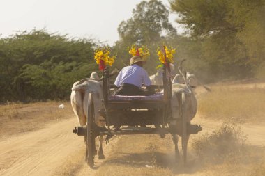 Bagan, Myanmar - 25 Aralık 2019: Yaşlı bir adam, şapkalı, Shinbyu geleneksel kutlaması sırasında dev beyaz zebuslar tarafından çekilen ahşap bir araba kullanıyor.