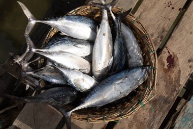 Hasır sepetteki çeşitli balıklar, Weh Adası, Sumatra, Endonezya yakınlarında taze yakalandı.