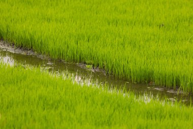 Yeşil pirinç tarlaları, durgun filizler, ıslak topraklarda bir tahıl ekimi, Doğu Java, Endonezya, Güneydoğu Asya