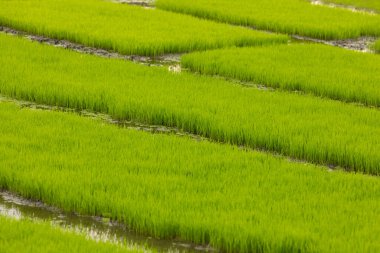 Yeşil pirinç tarlaları, durgun filizler, ıslak topraklarda bir tahıl ekimi, Doğu Java, Endonezya, Güneydoğu Asya