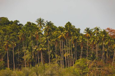 Tayland Körfezi 'ndeki Koh Chang adasının bir bölgesinde palmiye ağaçları ve doğal mangrovların manzarası.