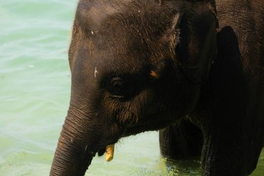 Tayland Körfezi 'nde, Koh Chang Adası' nda deniz suyuna sıkışmış genç bir filin portresi.