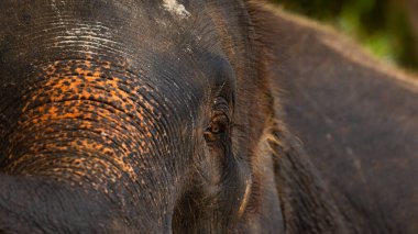 Tayland 'ın Koh Chang adasındaki bir Asya filinin portresi ve ayrıntıları.